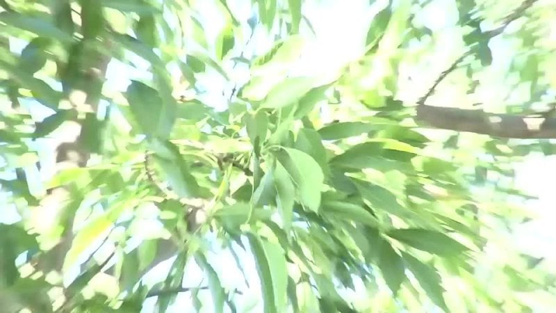 Gianna michaels y carmella bing